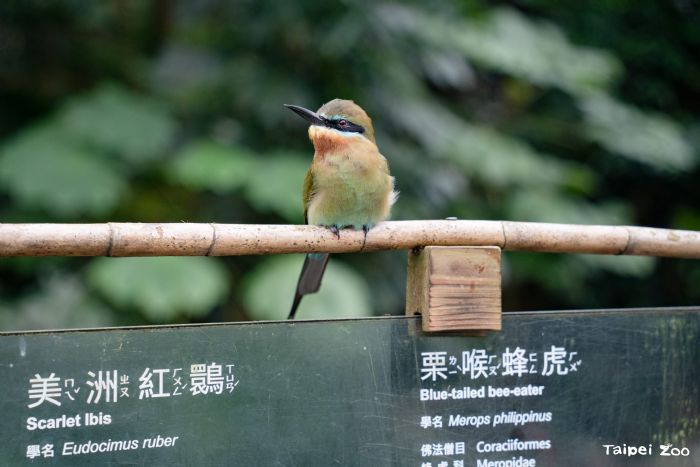 臺北市立動物園穿山甲館，與動物共享一段不打擾的感動時光